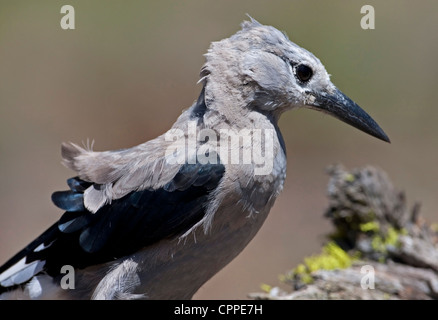 Ein Clark Tannenhäher (Nucifraga Columbiana) close-up in der Nähe einer Wasserstelle am Cabin Lake, Oregon, USA im Juni Stockfoto