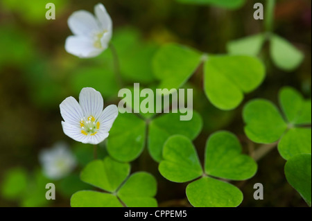 Oxalis Oregana. Redwood Sauerampfer. Oregon Oxalis Blume. Oregon-Sauerklee Stockfoto