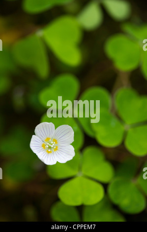 Oxalis Oregana. Redwood Sauerampfer. Oregon Oxalis Blume. Oregon-Sauerklee Stockfoto