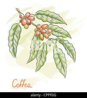 Zweig der Coffea. Aquarell-Stil. Abbildung. Stockfoto