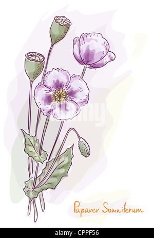 Schlafmohn (Papaver Somniferum). Aquarell-Stil. Abbildung. Stockfoto