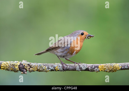 Robin thront auf einem Ast mit Raupen im Schnabel Stockfoto