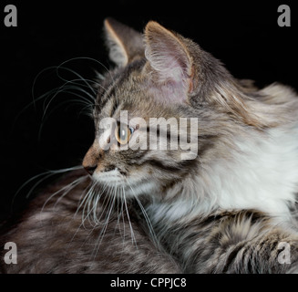 Porträt einer reinrassigen sibirischen Katze auf einem schwarzen Hintergrund Stockfoto