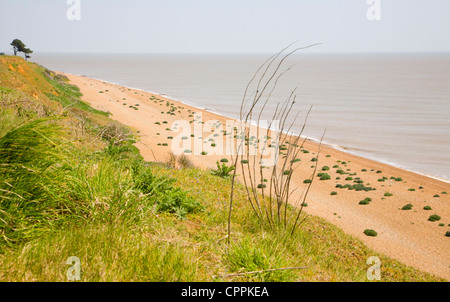 Bewachsenen Kies Strand Seekohl Bawdsey, Suffolk, England Stockfoto