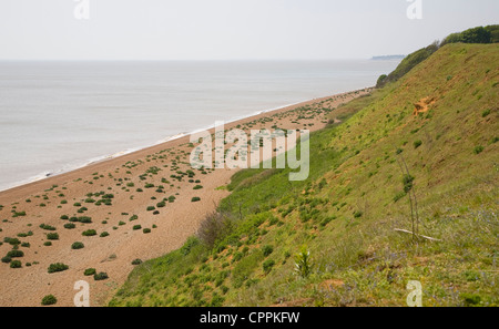 Bewachsenen Kies Strand Seekohl Bawdsey, Suffolk, England Stockfoto