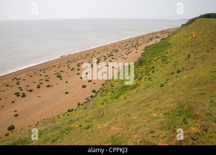 Bewachsenen Kies Strand Seekohl Bawdsey, Suffolk, England Stockfoto