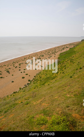 Bewachsenen Kies Strand Seekohl Bawdsey, Suffolk, England Stockfoto