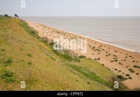 Bewachsenen Kies Strand Seekohl Bawdsey, Suffolk, England Stockfoto