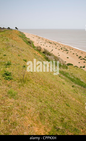 Bewachsenen Kies Strand Seekohl Bawdsey, Suffolk, England Stockfoto