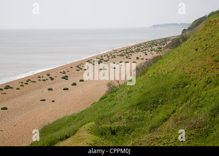 Bewachsenen Kies Strand Seekohl Bawdsey, Suffolk, England Stockfoto