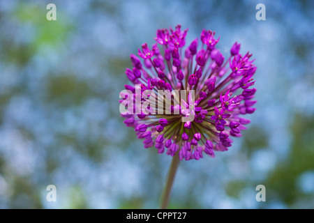 Allium 'Purple Sensation' Hollandicum. Ornamentale Zwiebel Blume vor vergessen mir Blumen nicht Stockfoto
