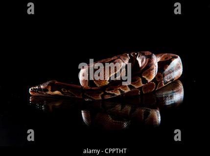 Baby Anaconda auf reflektierende Oberfläche Stockfoto