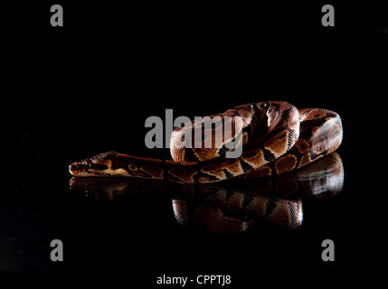 Baby Anaconda auf reflektierende Oberfläche Stockfoto