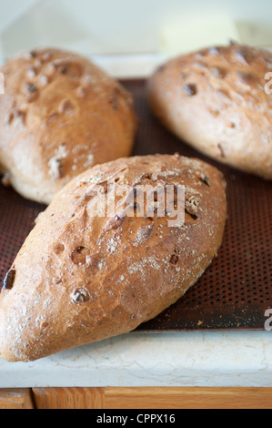 Nahost Israel koscher Brot Brote gebacken frisch Stockfoto