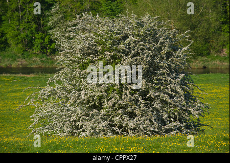 Weißdorn-Baum in voller Blüte auf am Fluss Wiese in The Warren Hay on Wye Powys Wales UK Stockfoto