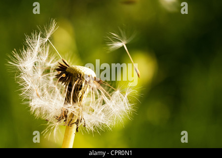 Löwenzahn Samen durch den Wind geblasen Stockfoto