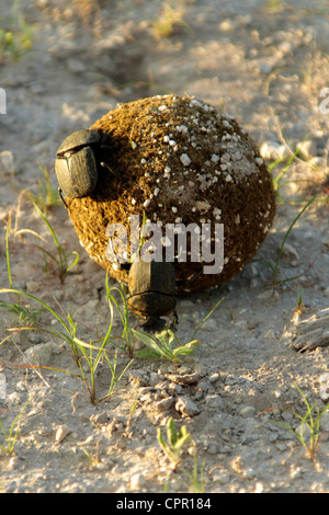 Die afrikanischen Mistkäfern Männchen beginnt, einen Ball zu Rollen, während sein Kumpel versucht an Bord bleiben und ihre Eier. Stockfoto