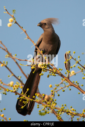 Die gehen weg Vogel Schlemmen auf dem Kamel Dornenbaum Stockfoto