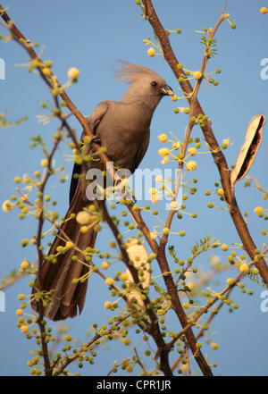 Die gehen weg Vogel Schlemmen auf dem Kamel Dornenbaum Stockfoto