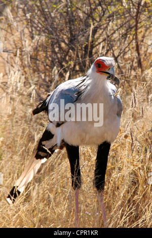 Ein Sekretär Vogel fängt eine Maus im Busch am Rande des Etosha Pan Stockfoto