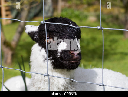 Schwarz-faced Schaf, junges Lamm. Stockfoto