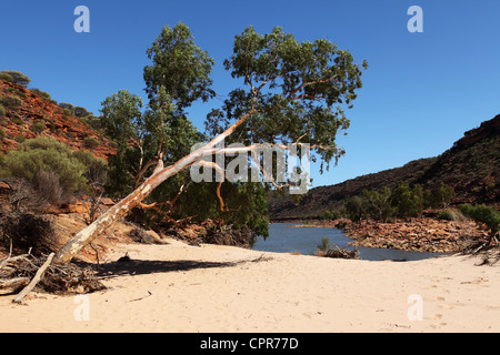 Ein Eukalyptusbaum lehnt sich an die Murchison River im Kalbarri National Park in Westaustralien. Stockfoto