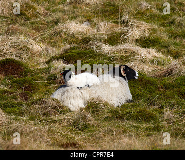 Black-faced Schaf mit einem jungen Lamm auf ihrem Rücken, junges Lamm Stockfoto