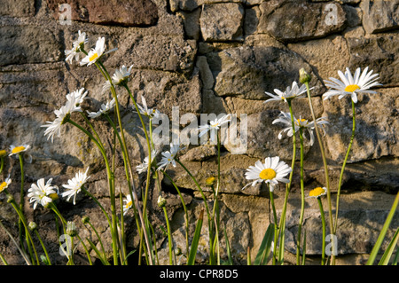 Michaeli Gänseblümchen oder Astern wachsen gegen alte Steinmauer Stockfoto