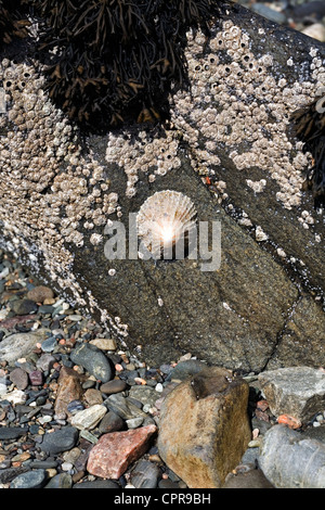 Gemeinsamen Napfschnecken und Eichel Seepocken Tokavaig Isle Of Skye Schottland Stockfoto