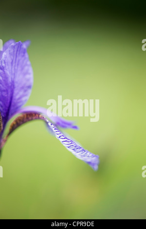 Iris Sibirica.  Sibirische Schwertlilie Stockfoto