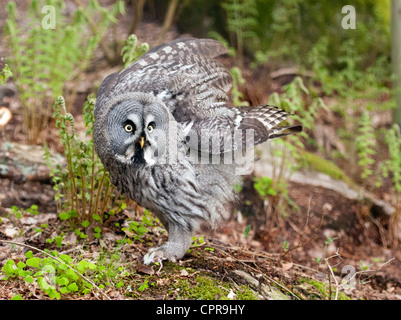 Bartkauz Stockfoto