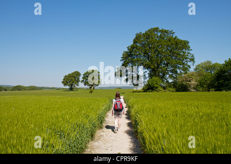 Junge Frau zu Fuß durch eine Ernte von Gerste auf einem Kreide-Pfad in der Nähe von Buriton auf den South Downs in Hampshire Stockfoto