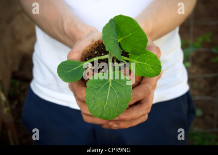 Hält eine junge Pflanze Stockfoto