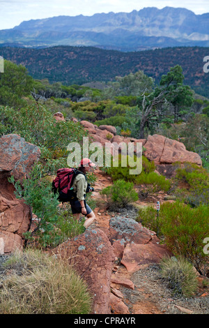 Buschwanderer Abstieg auf dem Heysen Trail vom Zaum Lücke am Wilpena Pound in South Australia Flinders Ranges Stockfoto