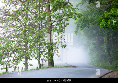 Weg in den Nebel.  Der Rundweg in Cades Cove im Great Smoky Mountain National Park ist im Morgennebel gehüllt. Stockfoto