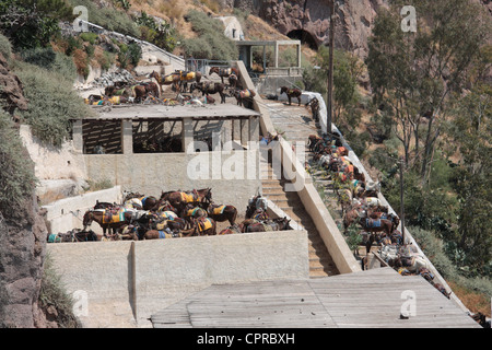 Esel-Ställe auf Santorini Stockfoto