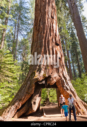 Menschen zu Fuß durch Riesenmammutbaum Pioneer Cabin Baum - Calaveras Big Tree State Park, Kalifornien USA Stockfoto