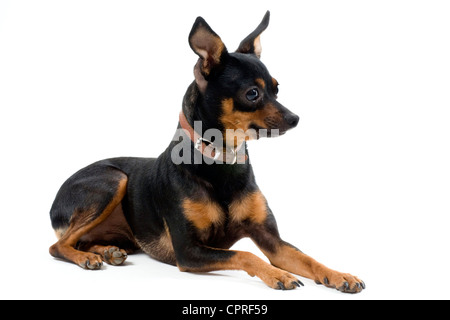 reinrassige Zwergpinscher vor weißem Hintergrund Stockfoto