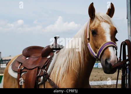 Haflinger leichte braune Pferd im Freien bei Tageslicht Stockfoto