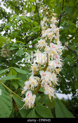 Aesculus Hippocastanum, Rosskastanie Baum blüht Stockfoto