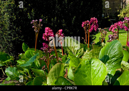 Nahaufnahme von rosa Bergenia Blumen blühende Blume im Frühlingsgarten England UK Vereinigtes Königreich GB Großbritannien Stockfoto