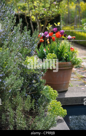 Straußes mit abstehenden Wolfsmilch und einen Topf mit Tulpen durch ein Wasserspiel in einen englischen Garten UK Stockfoto