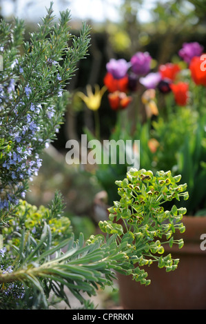 Straußes mit abstehenden Wolfsmilch und einen Topf mit Tulpen in einem englischen Garten UK Stockfoto