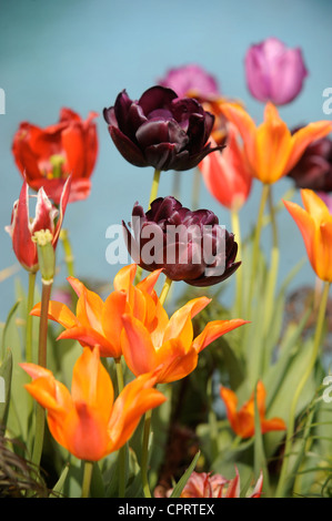 Tulpen (Königin der Nacht) in einem Topf durch ein Wasserspiel in einen englischen Garten UK Stockfoto