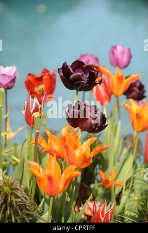 Tulpen (Königin der Nacht) in einem Topf durch ein Wasserspiel in einen englischen Garten UK Stockfoto