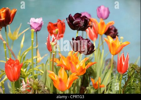 Tulpen (Königin der Nacht) in einem Topf durch ein Wasserspiel in einen englischen Garten UK Stockfoto