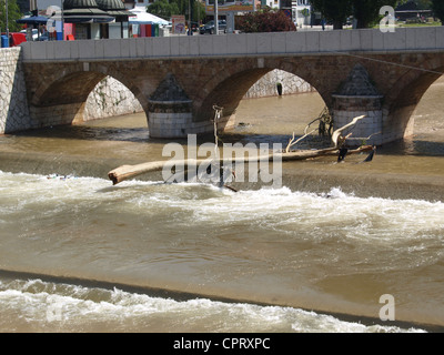 Brücke über Fluss Miljacka in Sarajevo Bosnien mit großer Baum im Wasser gefangen. Stockfoto