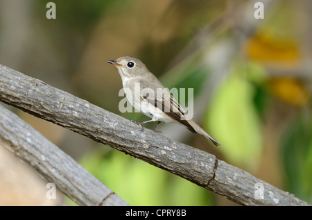 schöne asiatische braune Fliegenfänger (Muscicapa Dauurica) Possing auf dem Ast Stockfoto