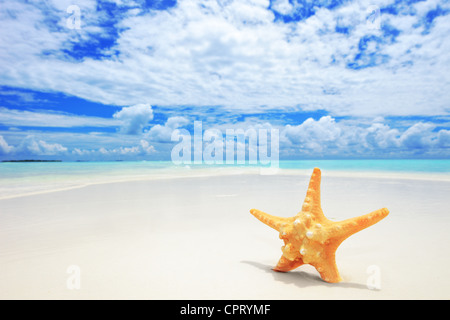 Ein Blick auf einen Seestern auf einen Strand, bewölktem Himmel und türkisfarbenes Meer auf Kuredu Island, Malediven, Lhaviyani atoll Stockfoto