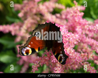 Bunte Schmetterling auf eine Sommerblume. Stockfoto